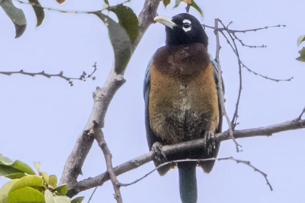 Cendrawasih Biru betina result