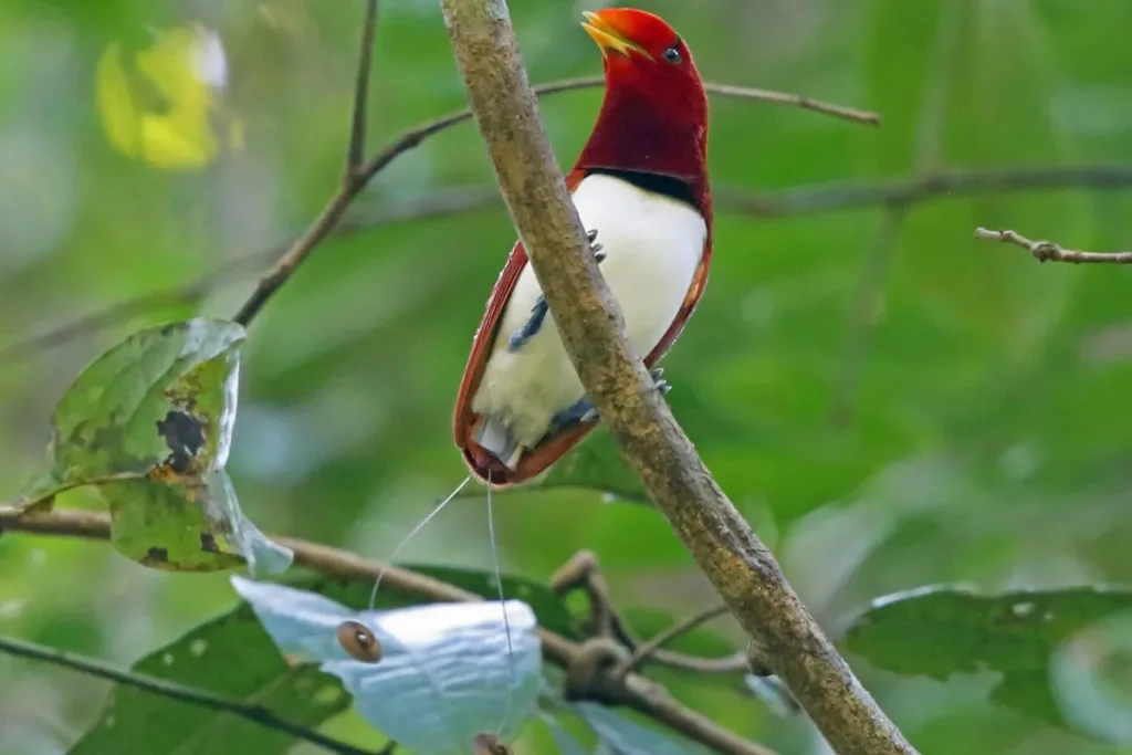 Habitat Cendrawasih Raja result