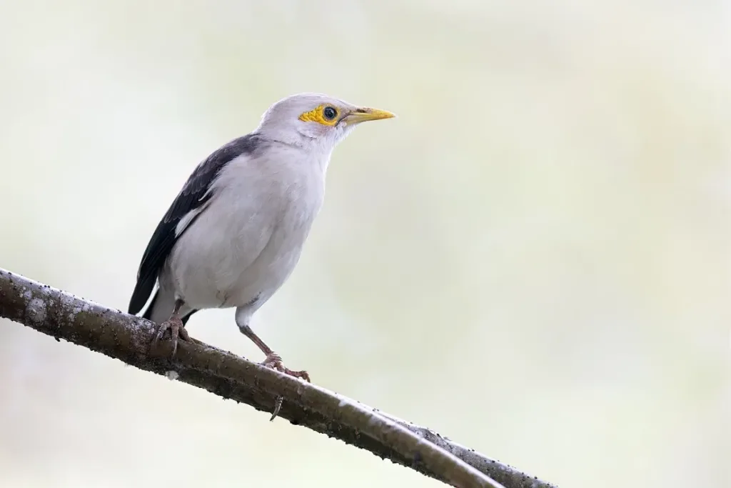 Jalak Putih result