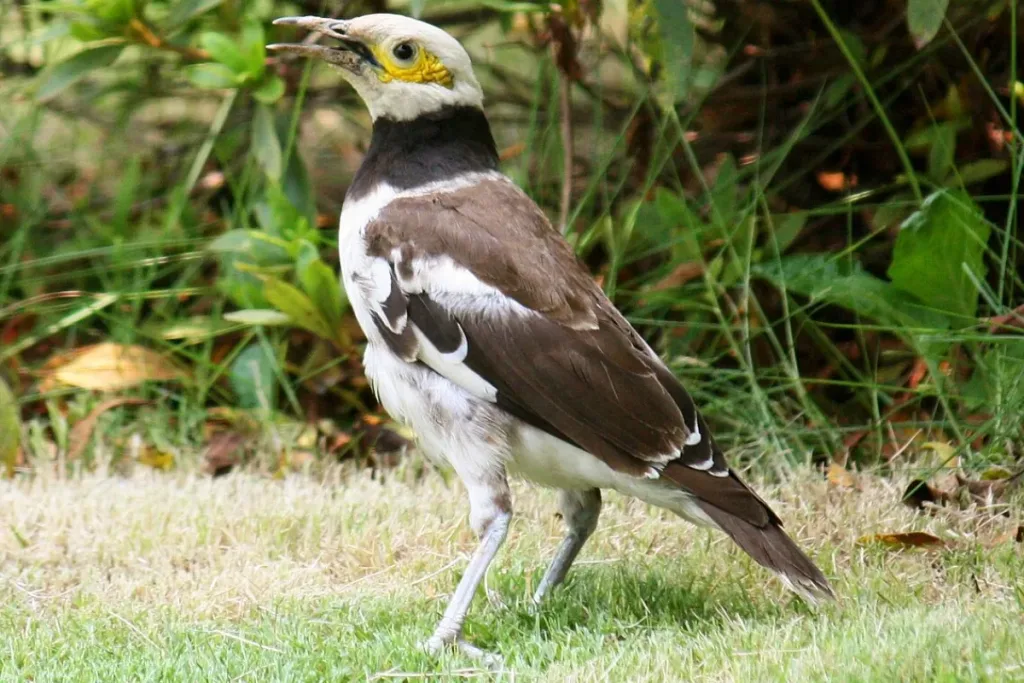 Jenis burung jalak Jalak Hongkong result