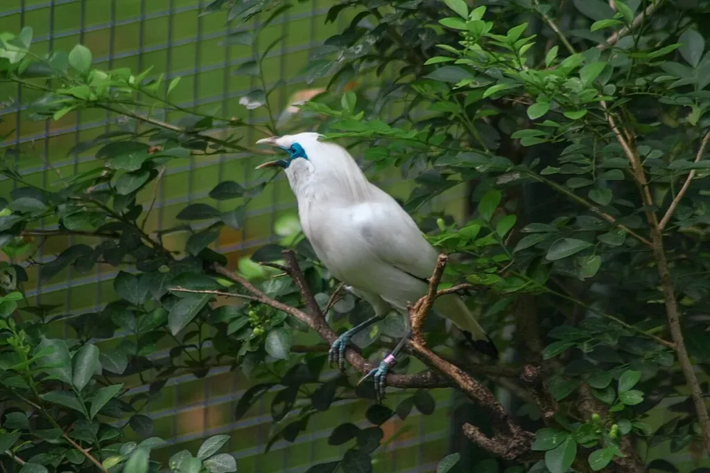Jenis burung jalak jalak bali result