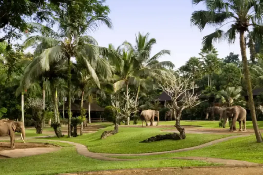 Mason Elephant Park & Lodge result