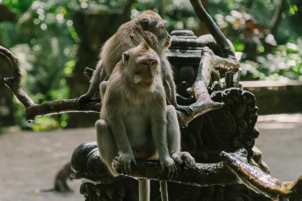 Monkey Forest Ubud result