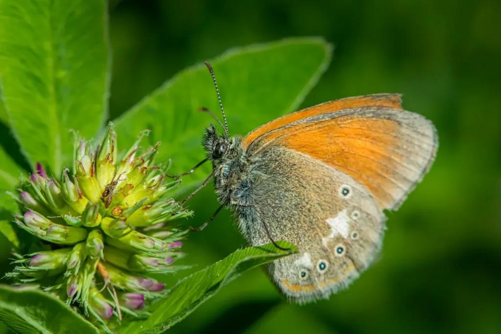 Taman kupu kupu result