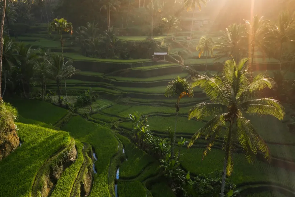 Tegalalang Rice Terraces result Natural attractions in Bali