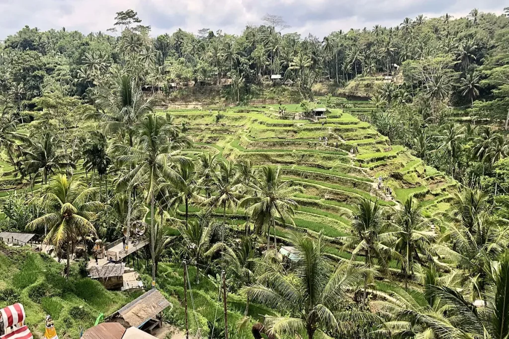 Tegallalang Rice Terrace, wisata alam Bali result