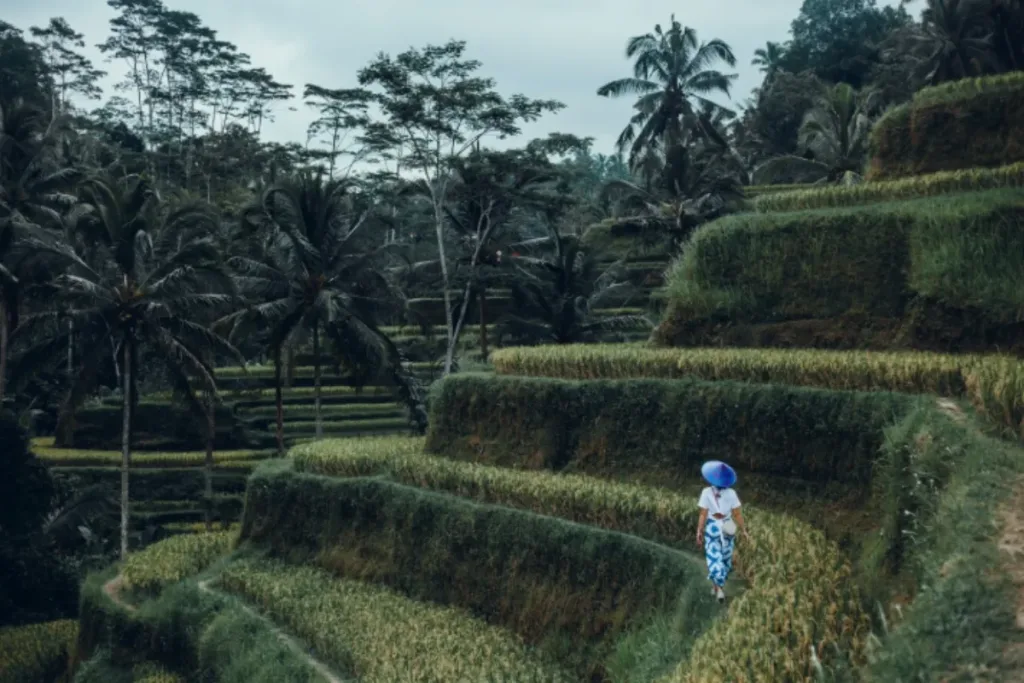 Things to do in Gianyar result