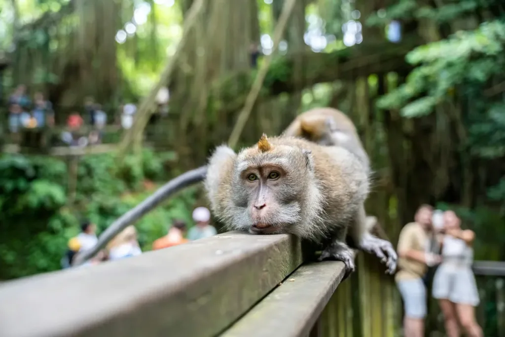 Ubud Monkey Forest result