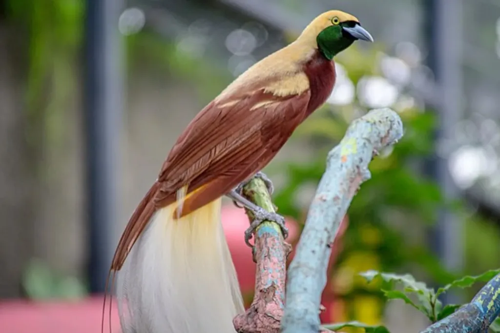 What is a bird of paradise, The bird of paradise result