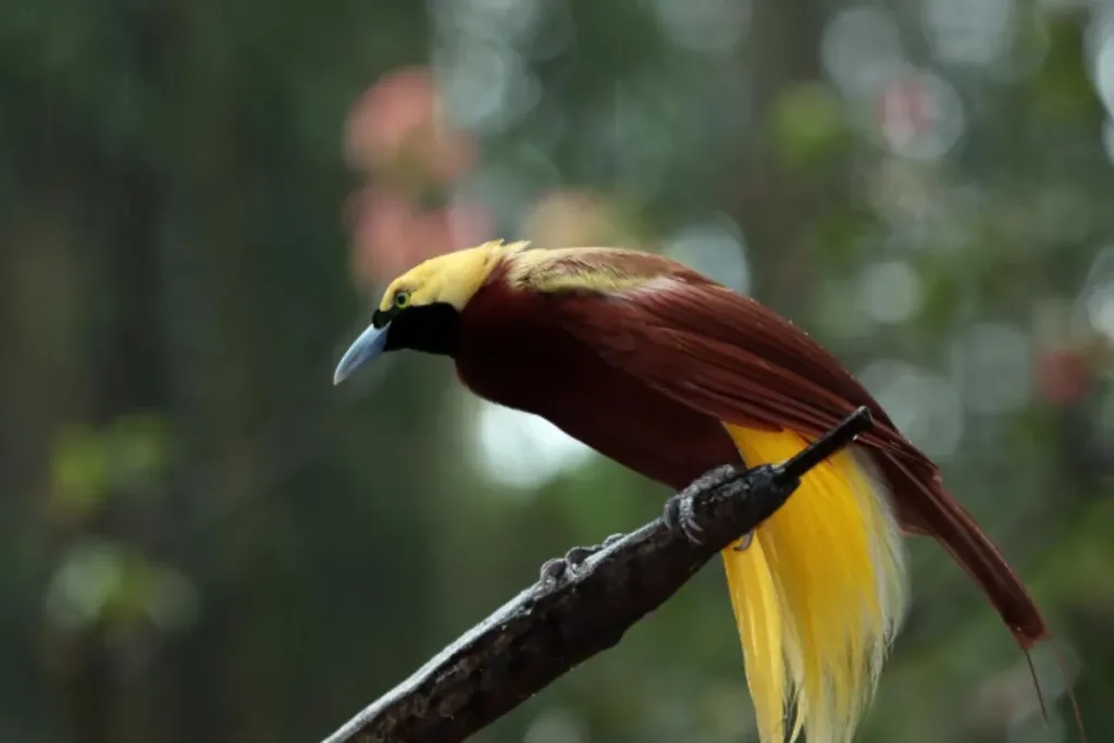 Where to find a bird of paradise result