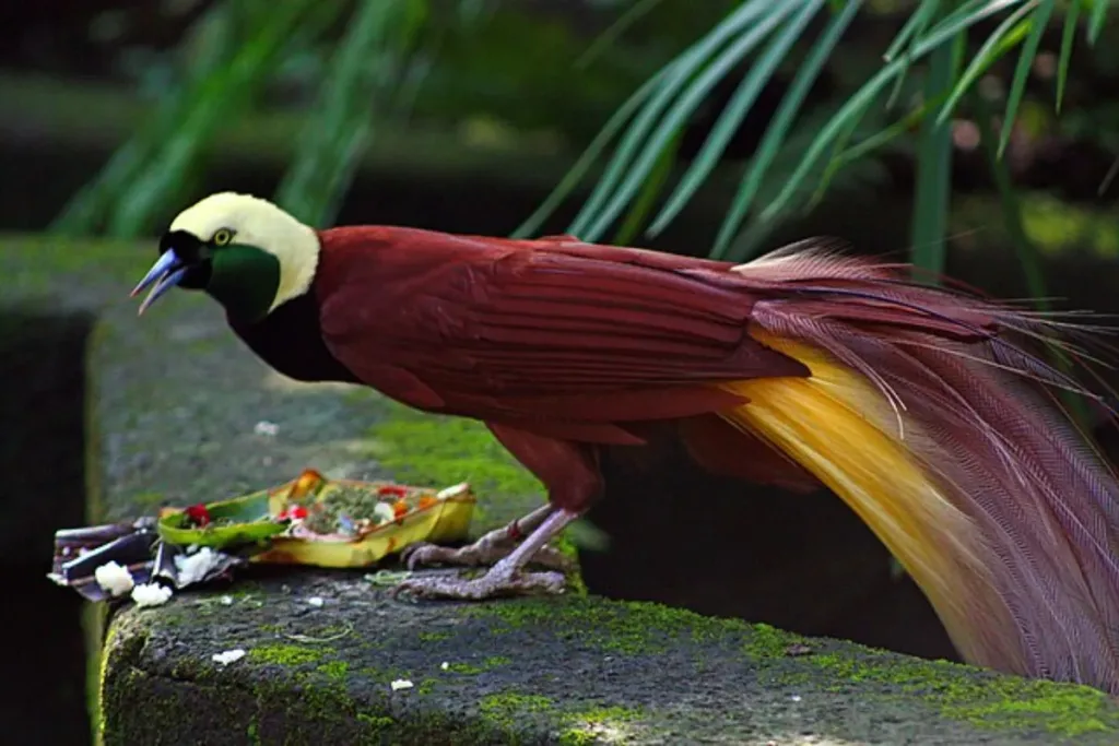 Why the Bird of Paradise is fascinating result
