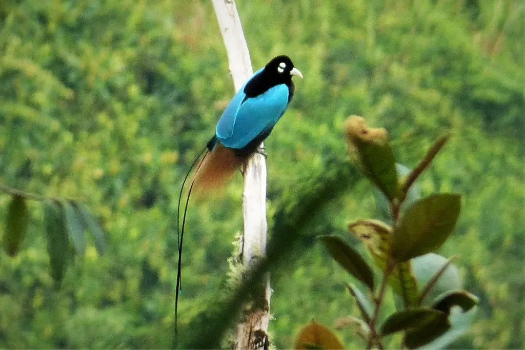 ancaman dan konservasi Cendrawasih Biru result