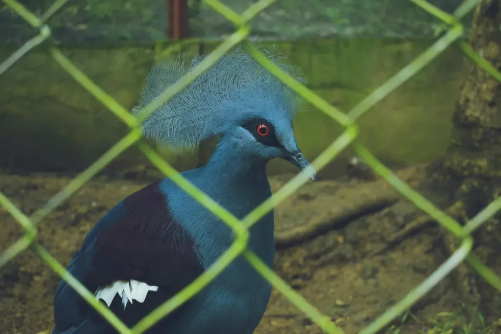 aviary adalah bedanya dengan kandang biasa result