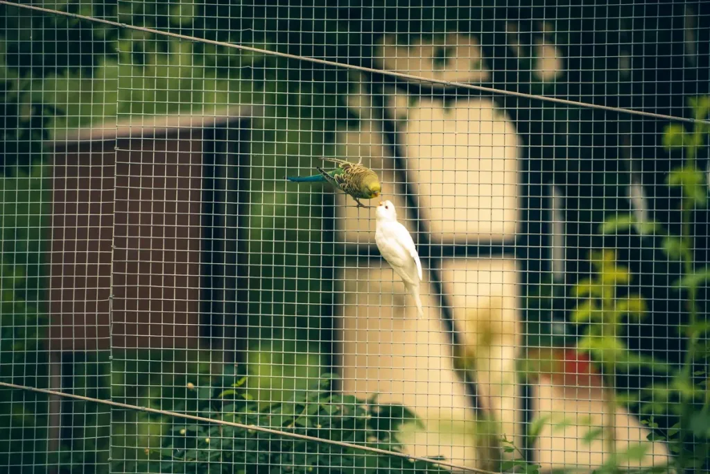 aviary adalah jenis jenisnya result