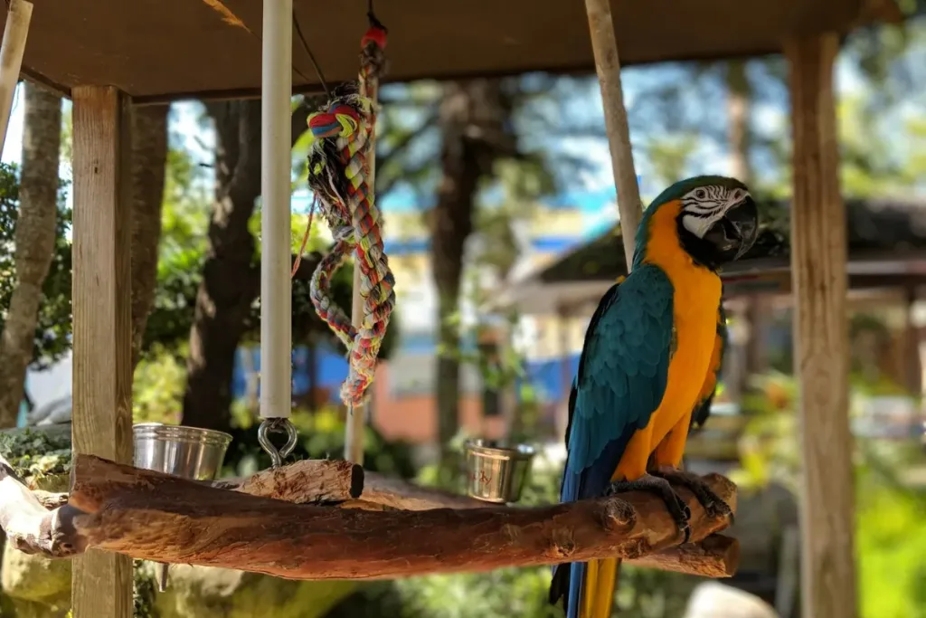 aviary adalah pengertian result