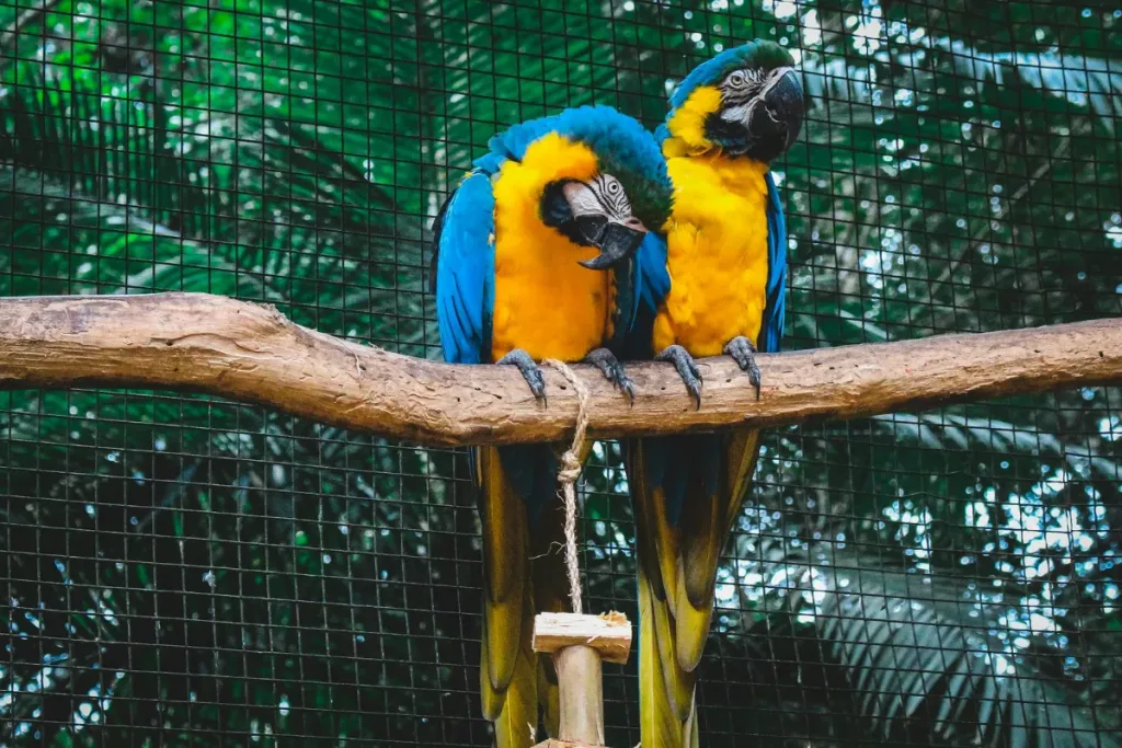 aviary adalah result