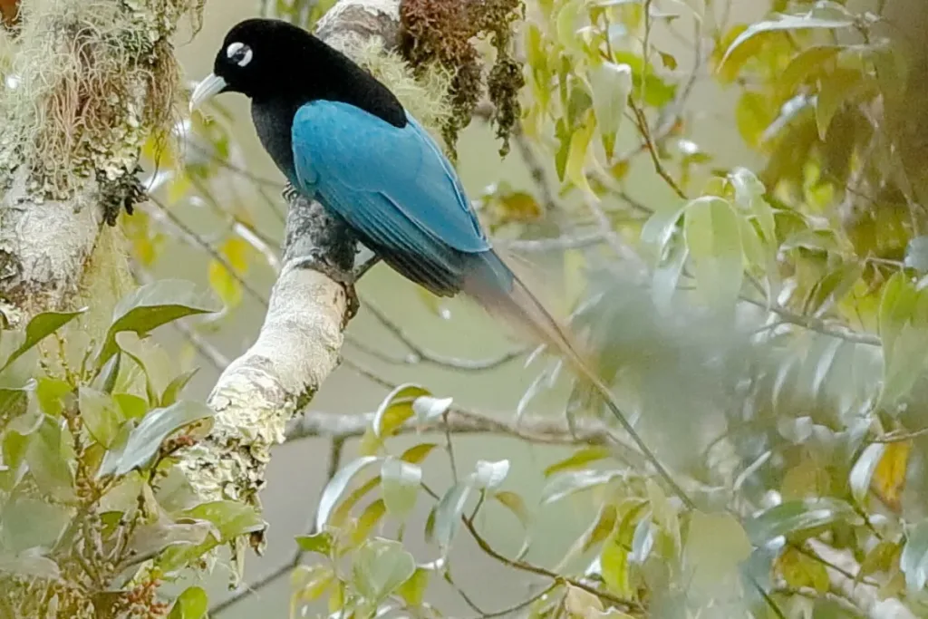 ciri ciri Cendrawasih Biru result