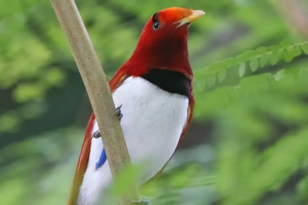 ciri ciri fisik Cendrawasih Raja result