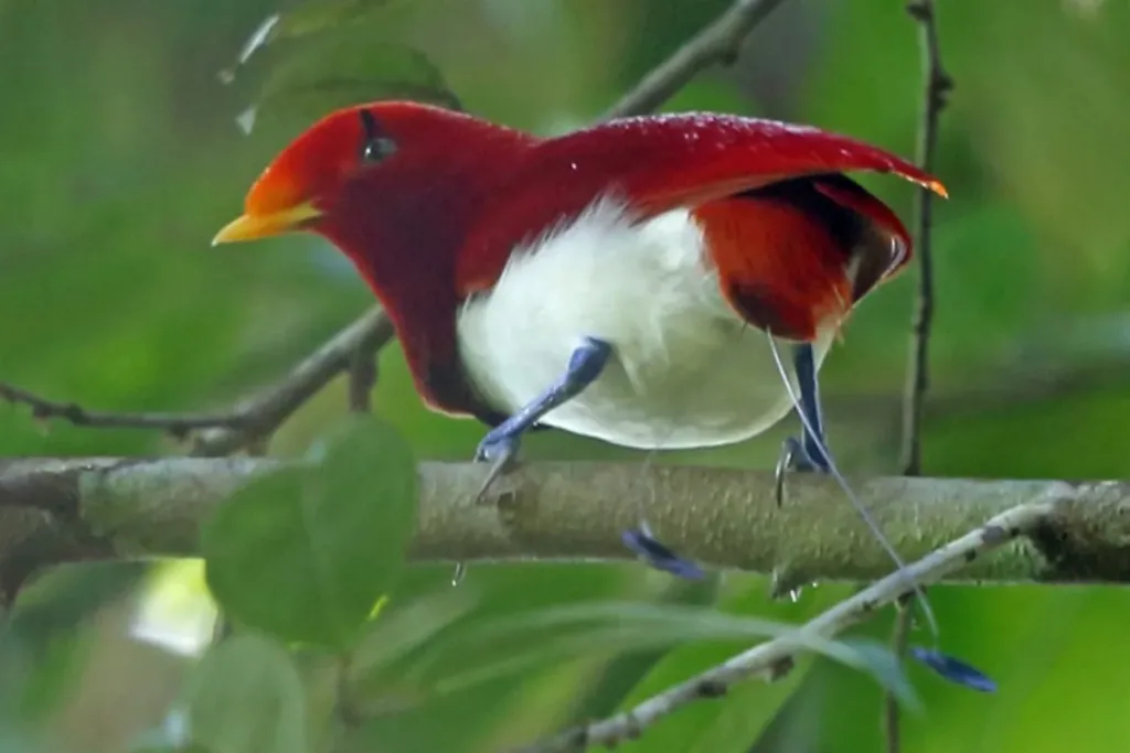 edukasi Cendrawasih Raja result