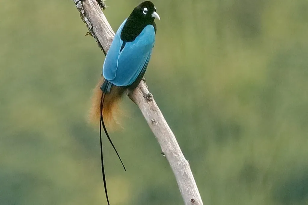 habitat Cendrawasih Biru result