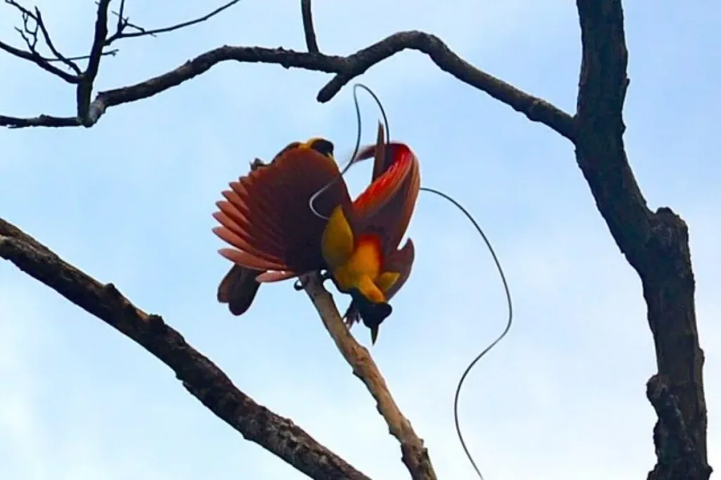 habitat of the bird of paradise, The bird of paradise result