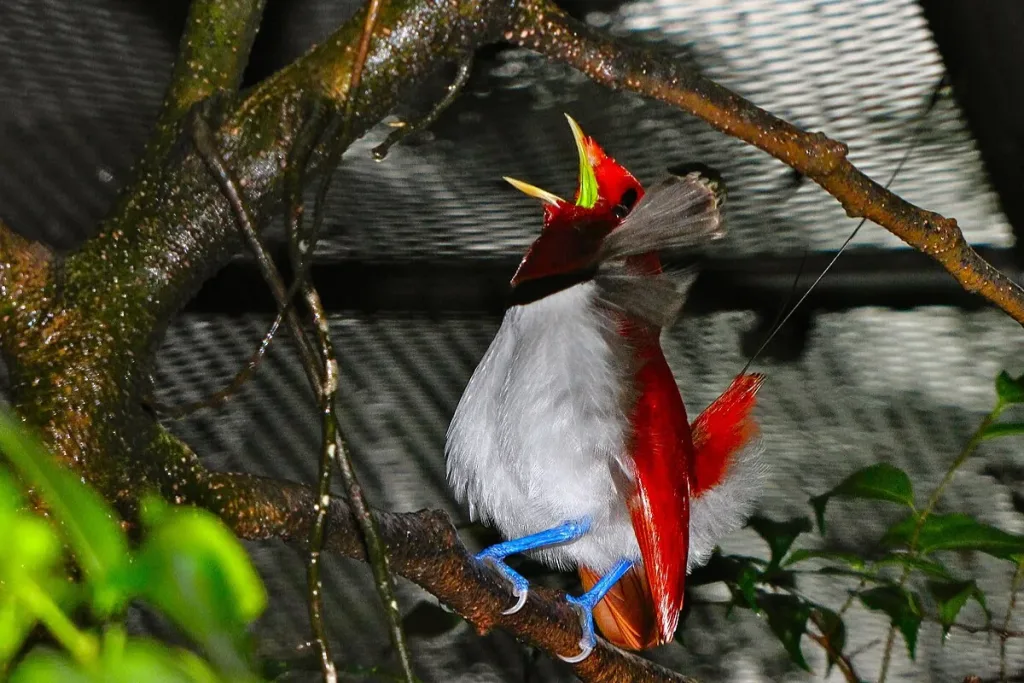 mengenal cendrawasih Raja result