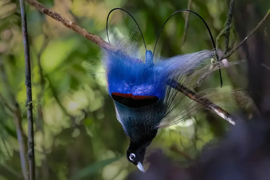 peran dan ekosistem Cendrawasih Biru result