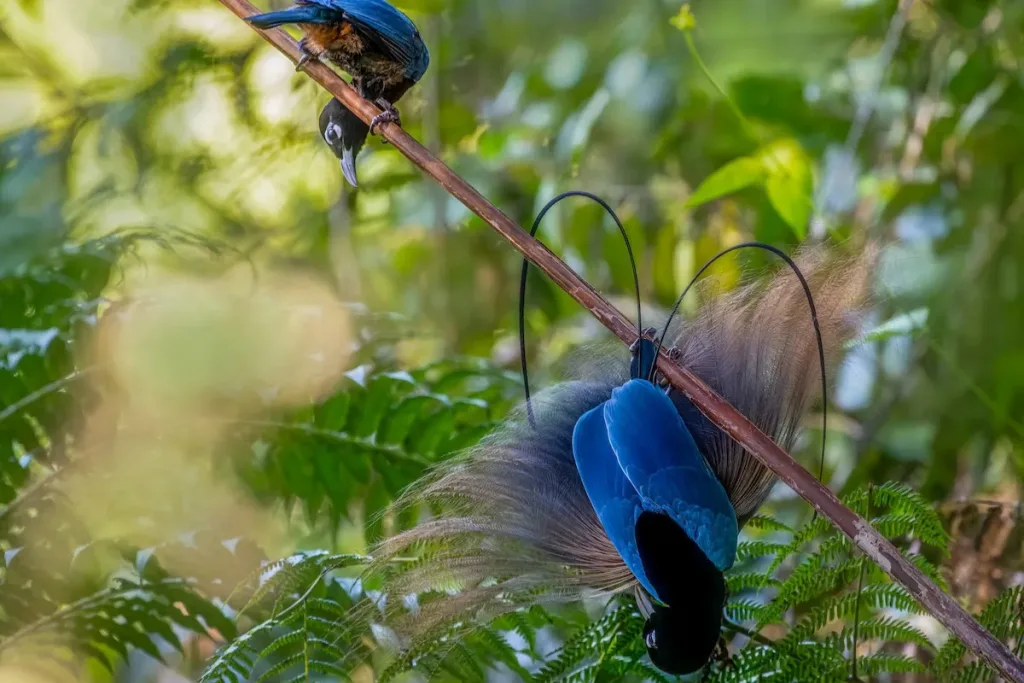 perilaku kawin Cendrawasih Biru result