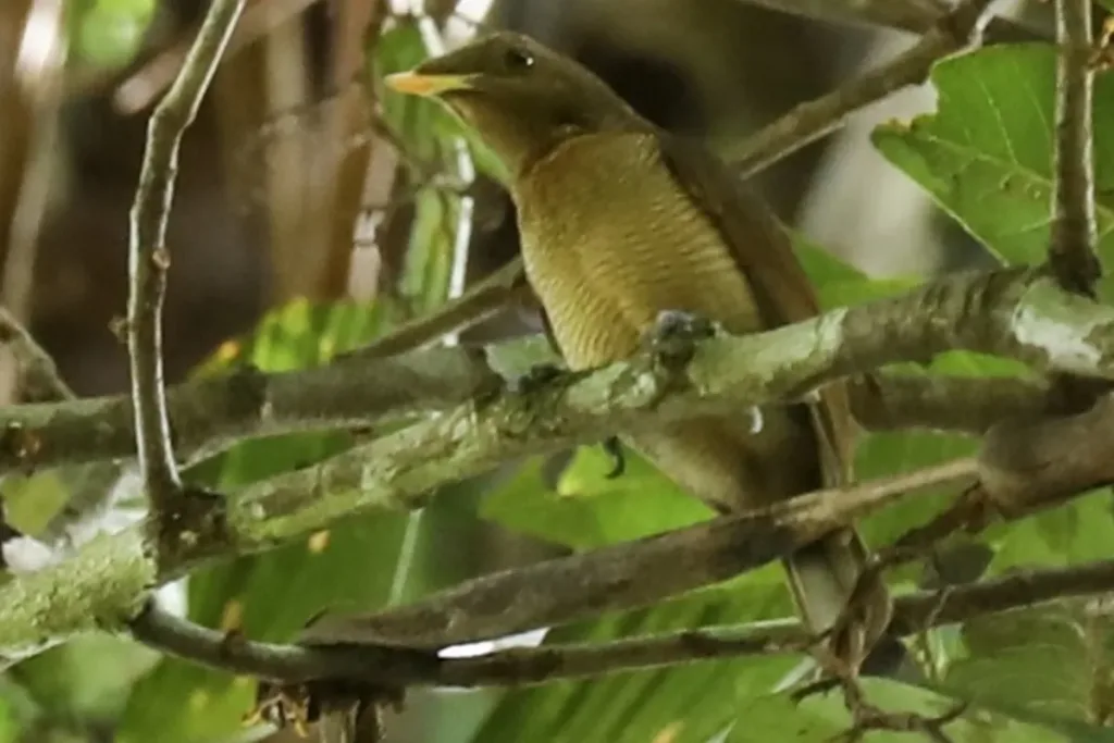 perilaku unik Cendrawasih Raja result