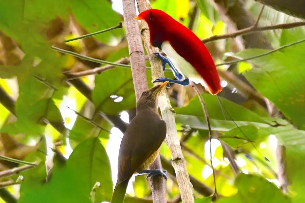 status Cendrawasih Raja result