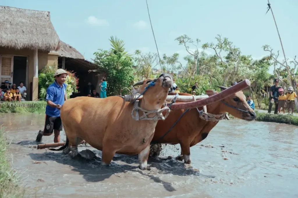 teba Majalangu result