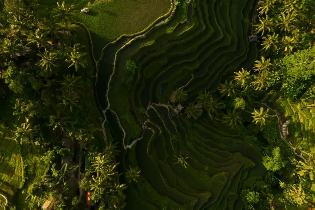 wisata Bali yang wajib dikunjungi, Ubud result