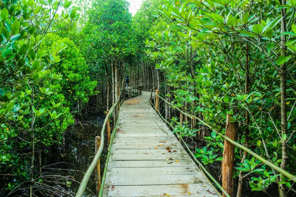 wisata alam Bali, Hutan Mangrove Taman Hutan Raya Ngurah Rai result