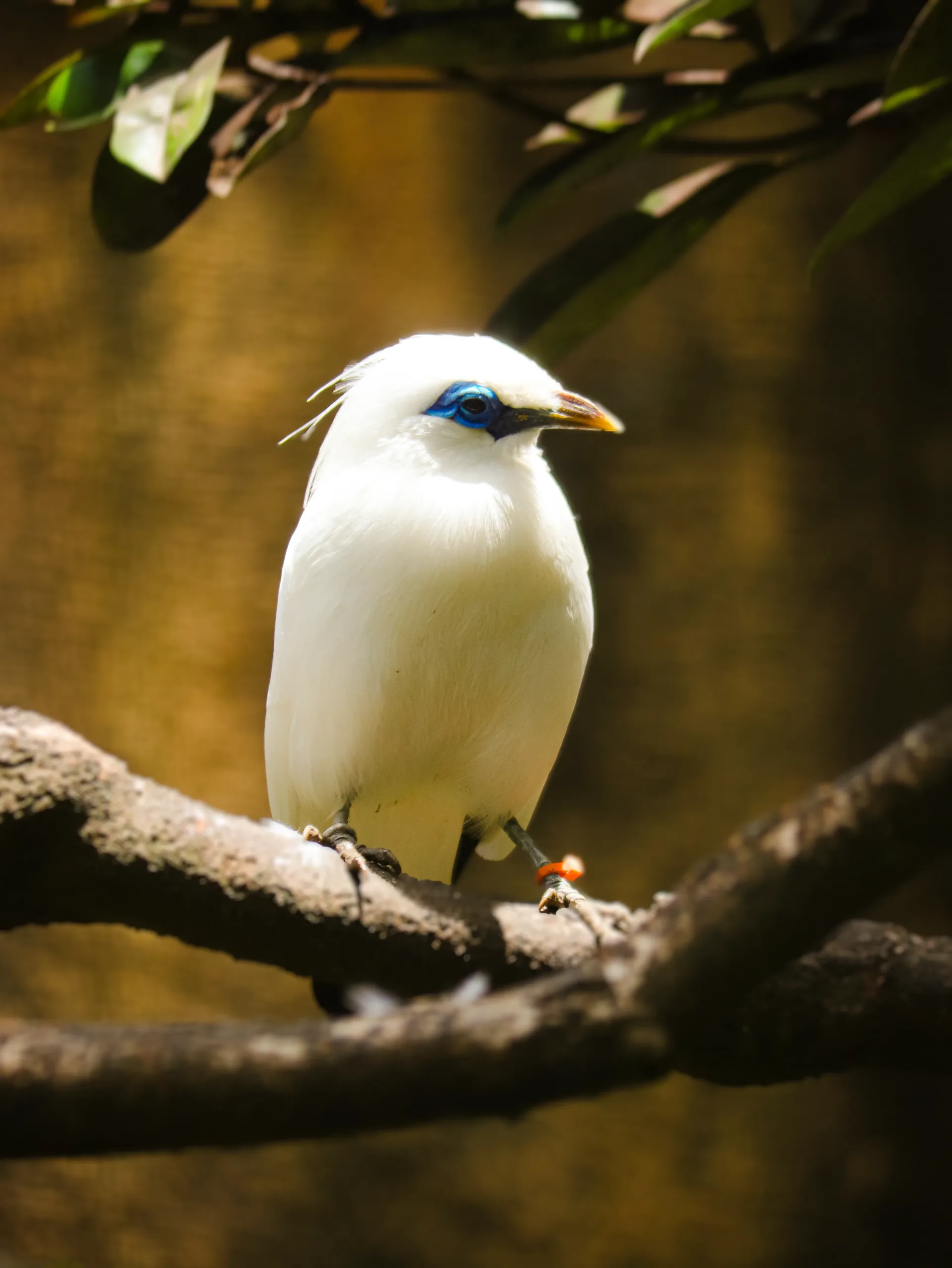 9 Spesies Burung Langka di Bali Bird Park result 9 Spesies Burung Langka di Bali Bird Park result