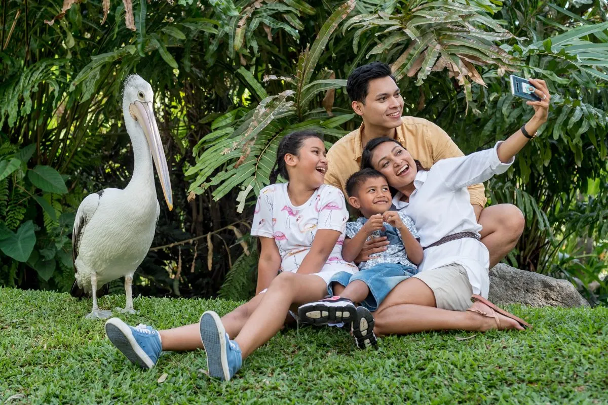 Apa itu Burung Pelikan result