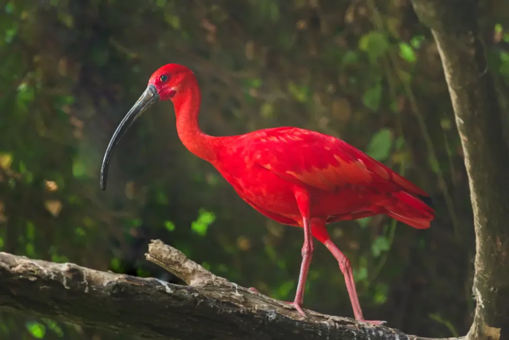 Bali Bird Park and Its Role in Conservation result