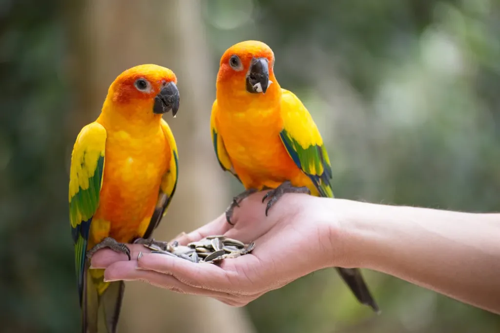 Bali Bird Park – A Fun and Memorable Conservation Park in Bali result