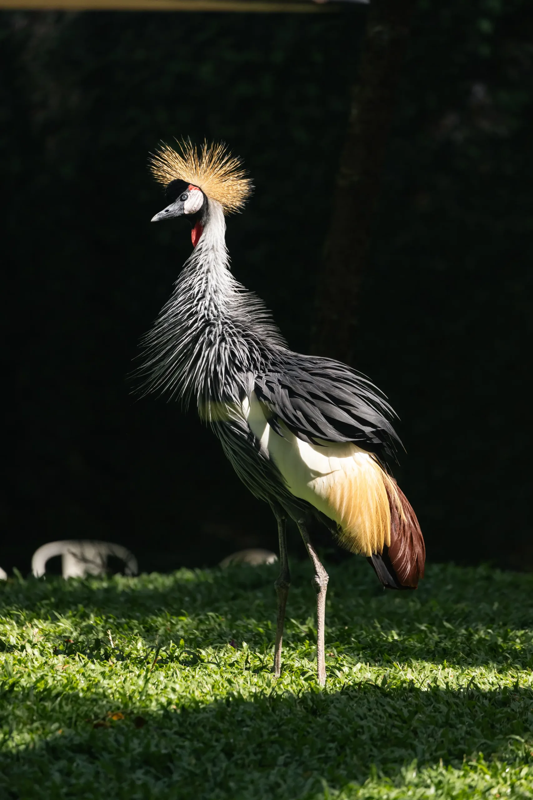 Bangau Tongtong result Bangau Tongtong, Bali Bird Park