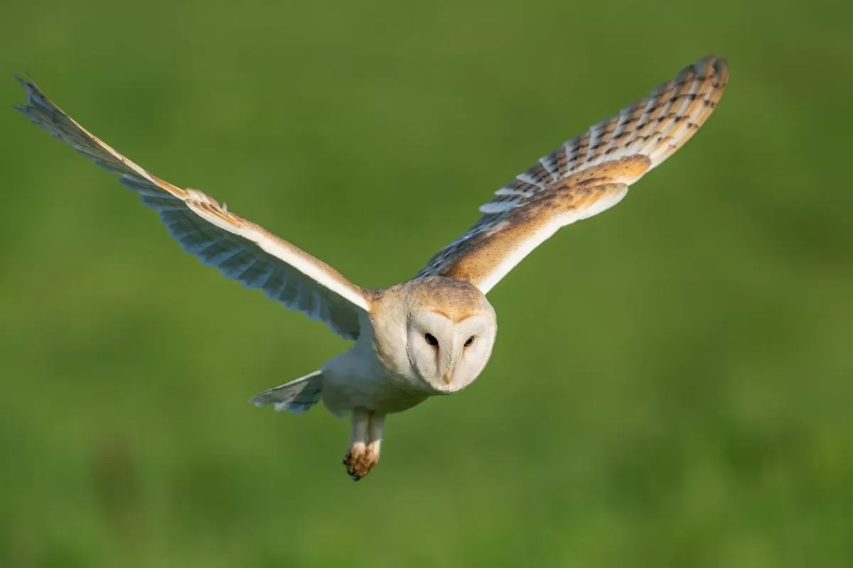 Burung Hantu Putih Jawa result