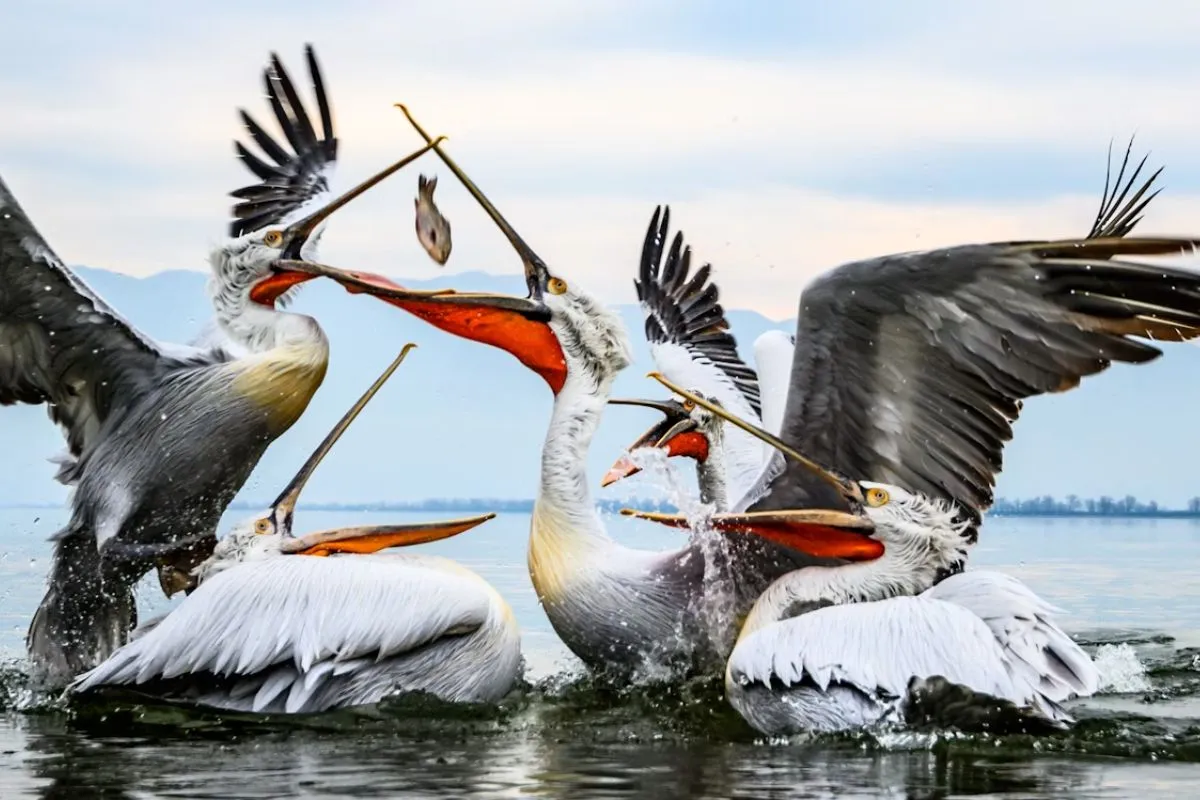 Cara Unik Burung Pelikan Menangkap Makanan result