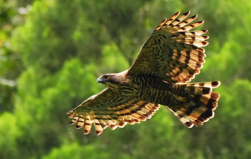 Ciri Ciri Fisik Burung Elang Jawa result