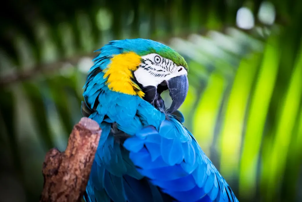 Final Thoughts – Let's Protect Our Feathered Friends result