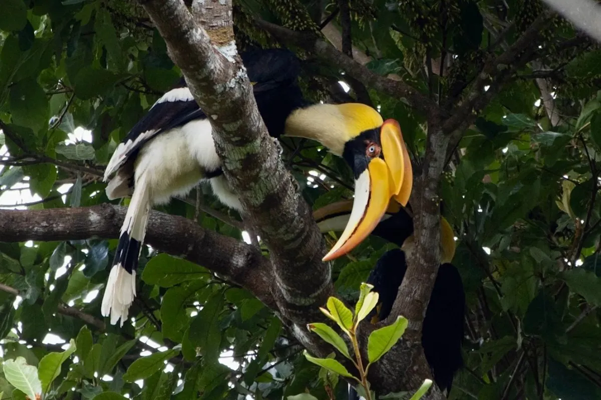 Habitat Alami Burung Rangkong result