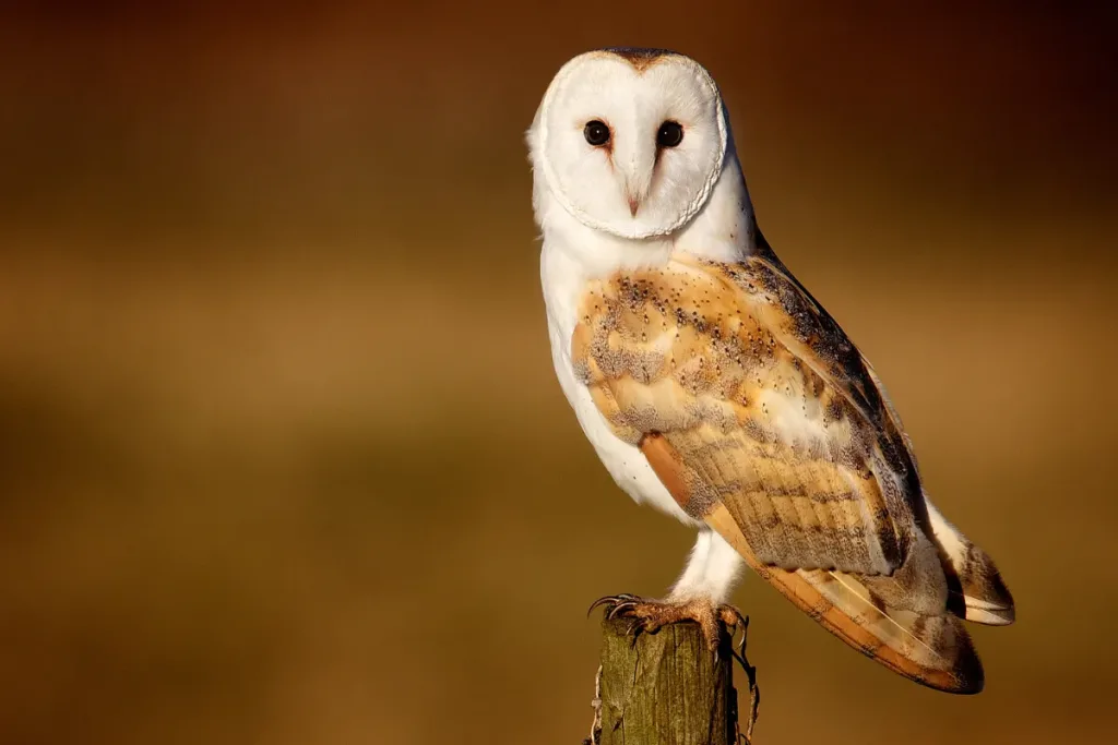 Introduction to the Barn Owl result