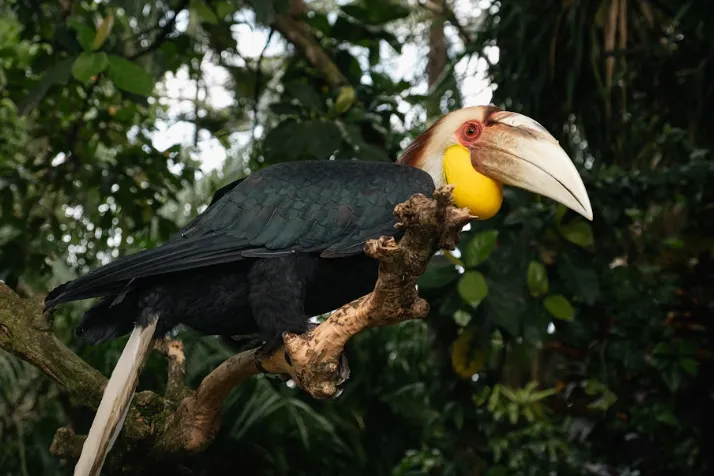 Kunjungi Bali Bird Park dan Dapatkan Foto Burung Terbaikmu result Kunjungi Bali Bird Park dan Dapatkan Foto Burung Terbaikmu result