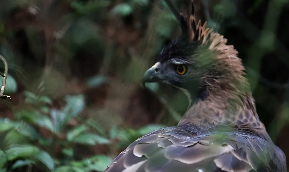 Kunjungi Bali Bird Park dan Lihat Aneka Macam Burung result