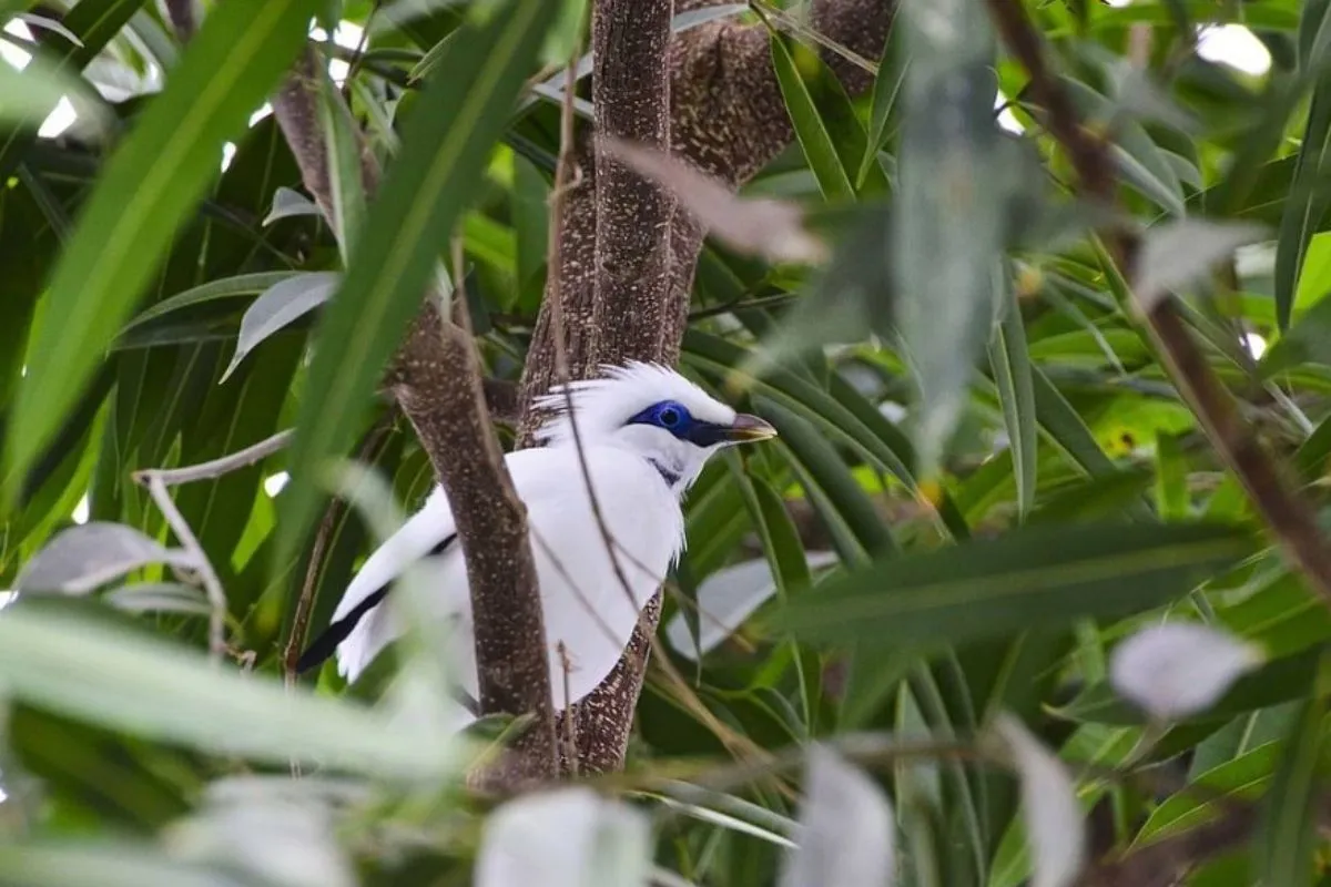 Lihat Aneka Burung Menarik di Bali Bird Park result