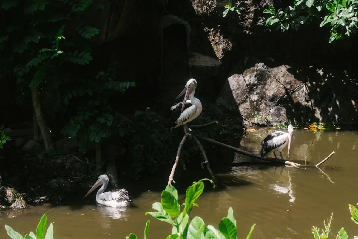 Lihat Burung Pelikan Lebih Dekat di Bali Bird Park result
