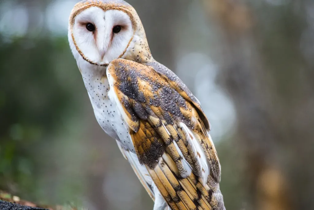 Meet Harry Potter Owl at Bali Bird Park result