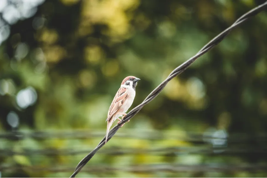 Tips Fotografi Burung di Bali Bird Park result Tips Fotografi Burung di Bali Bird Park result